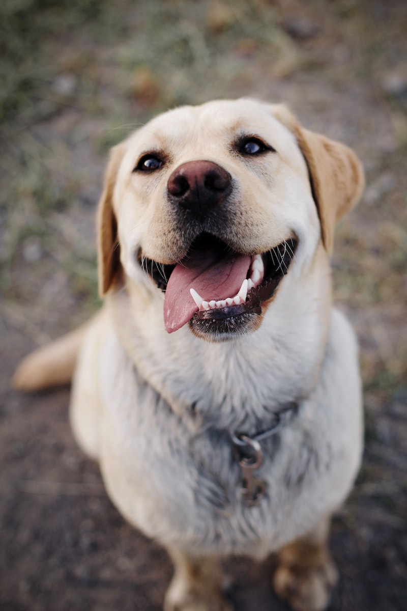 sociable dog breeds labrador retriever gold smiling