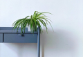 The Best Air Purifying Plants To Add To Your Home