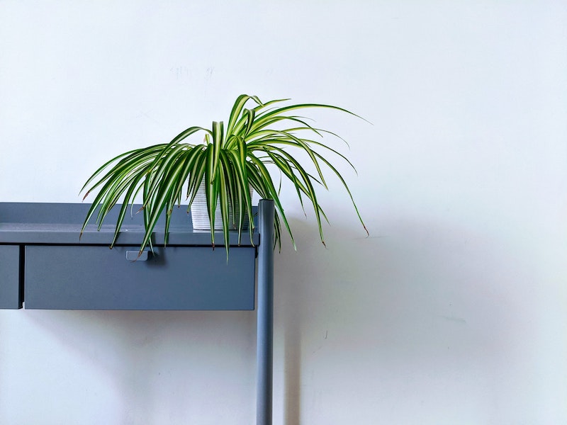 spider plant sitting on a desk