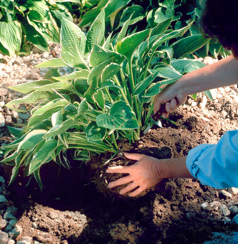 6 Essential Spring Gardening Tips to Prepare Your Garden for the Season
