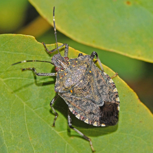 How To Get Rid Of Stink Bugs: 11+ Tips And Tricks