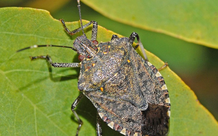 How To Get Rid Of Stink Bugs: 11+ Tips And Tricks