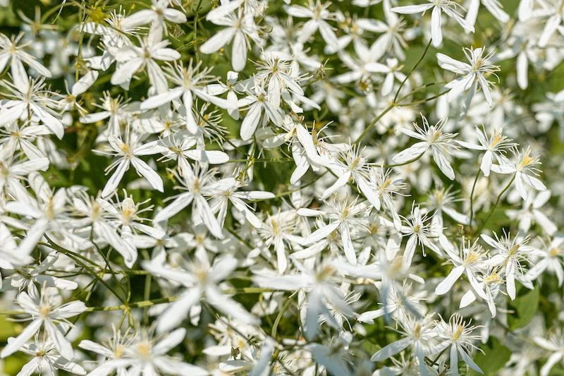 sweet autumn clematis white bush flowers