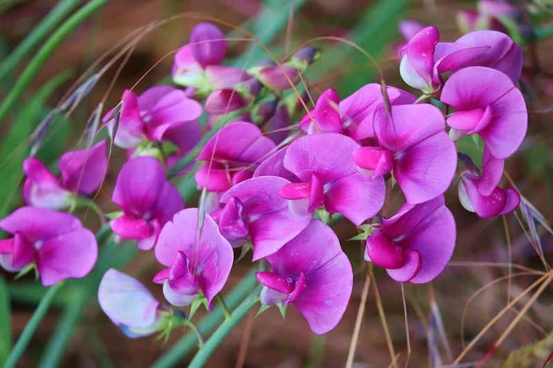 sweet pea flower in purples and pinks