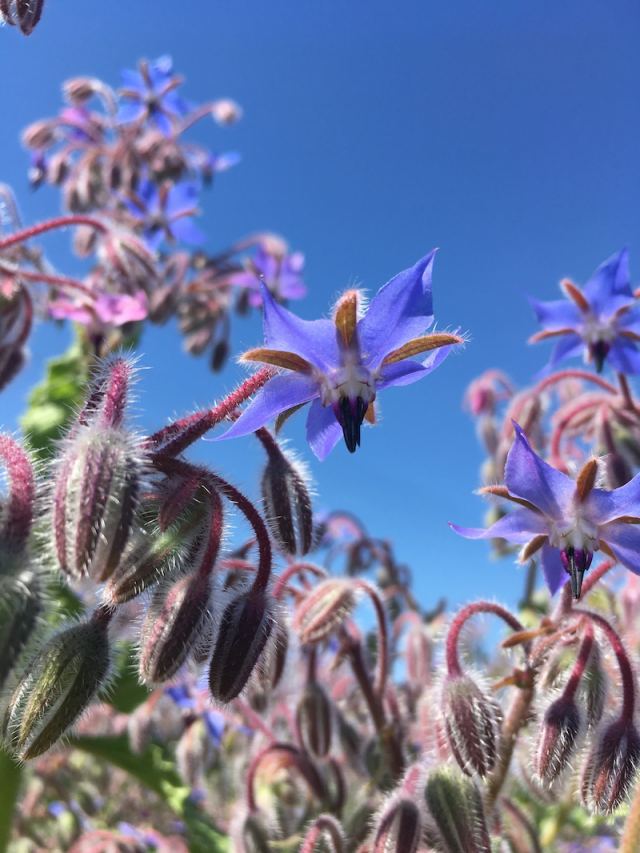 10 Best Flowers for Bees How to Make Your Garden a BeeFriendly Oasis