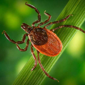 3+ Plants Guaranteed To Repel Ticks From The Garden