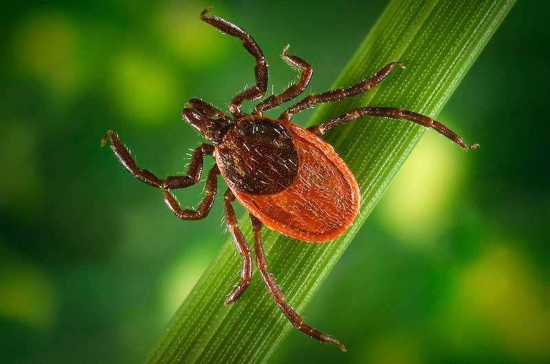 3+ Plants Guaranteed To Repel Ticks From The Garden