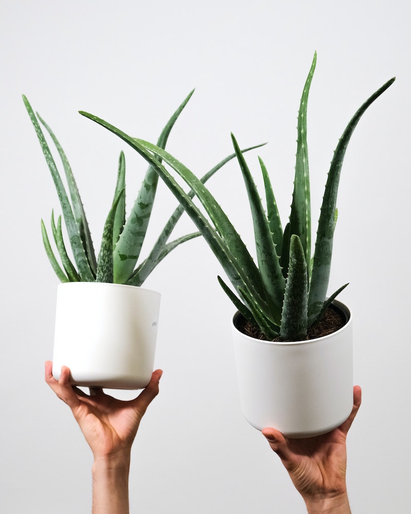 two hands holding pots of aloe vera plant