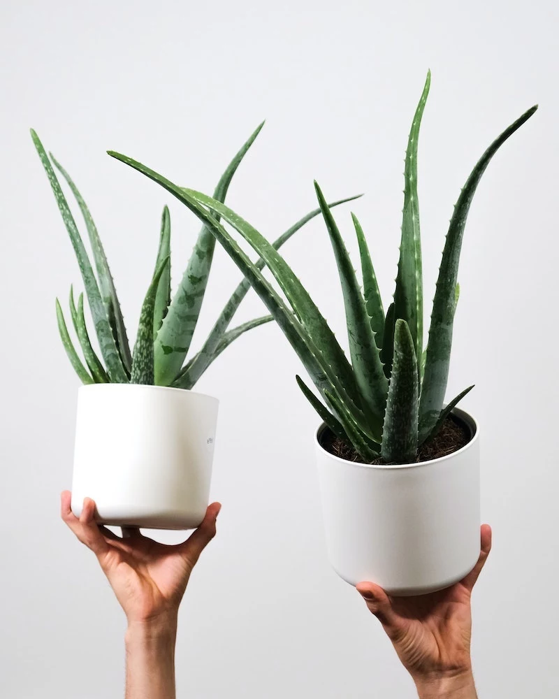 two white pots of aloe vera plant