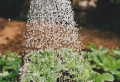 7+ Plants You Should NEVER Grow Next To Each Other