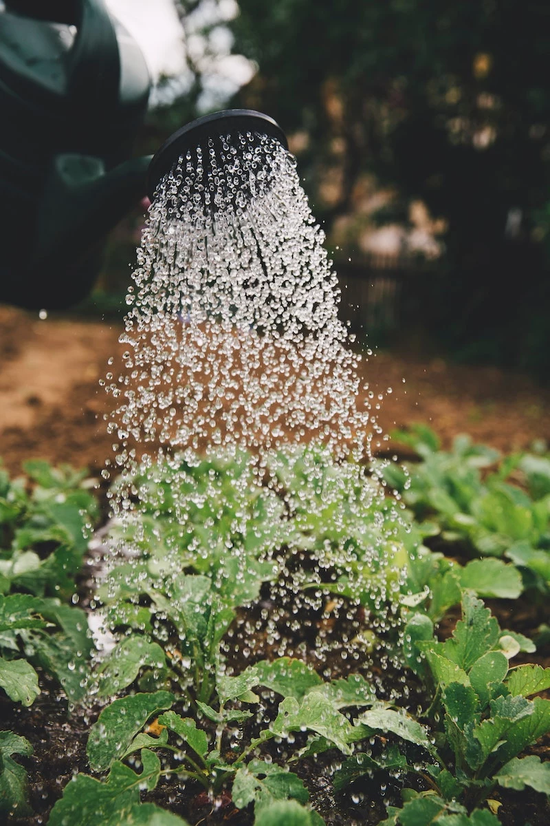 watering with watering can seedlings