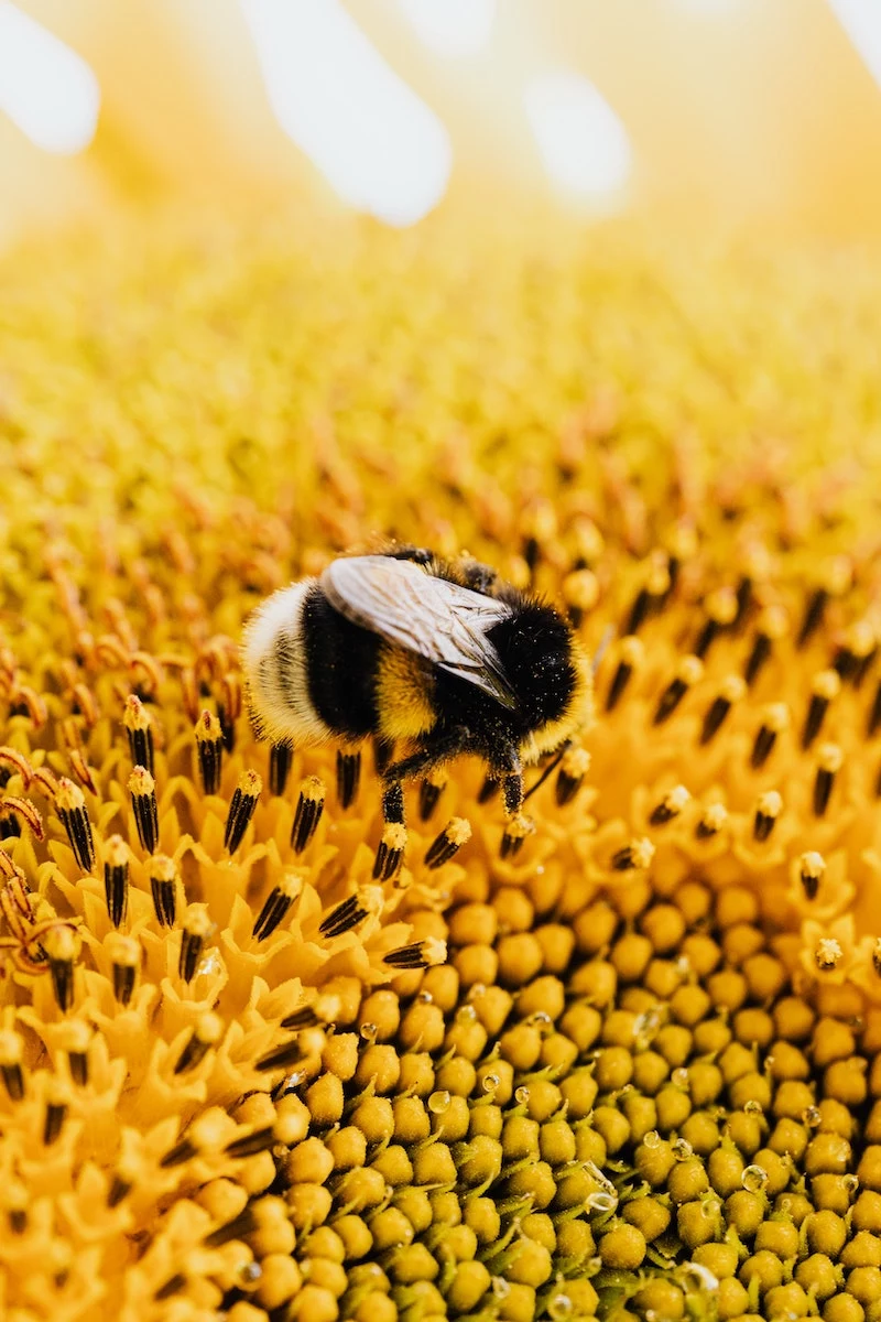 what are the best flowers for honey bees