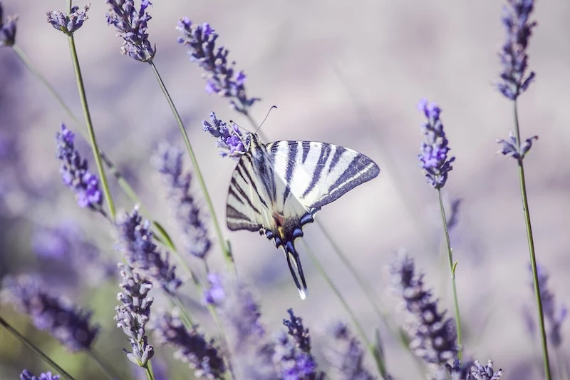 what color flowers attract butterflies