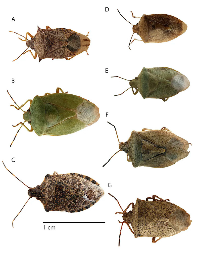 what do stink bugs eat different types of stink bugs