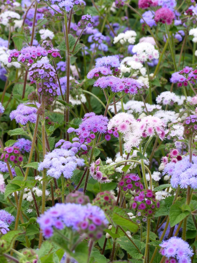 What plants keep mosquitoes away? 15 Flowers you NEED in your garden