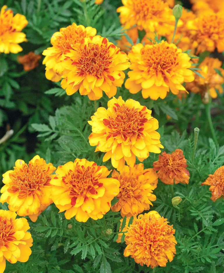 What plants keep mosquitoes away? 15 Flowers you NEED in your garden