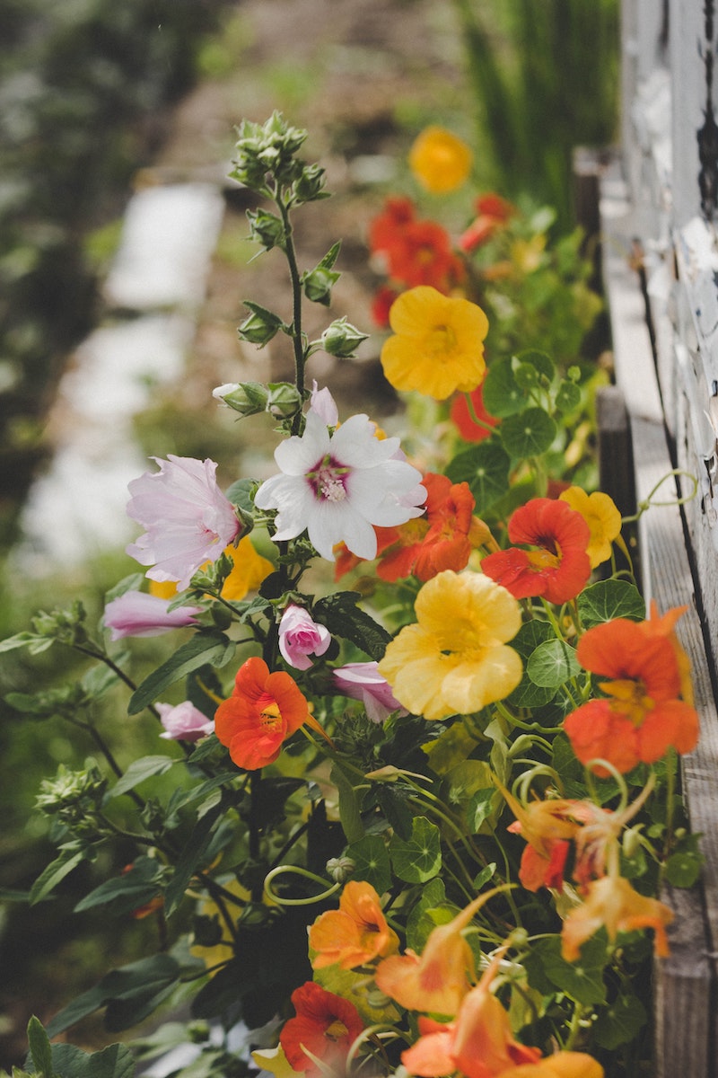 what plants keep mosquitoes and bugs away