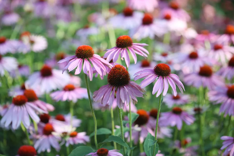 what to plant in may purple echinacea in a field