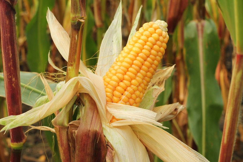 what to plant in may sweetcorn on a cob