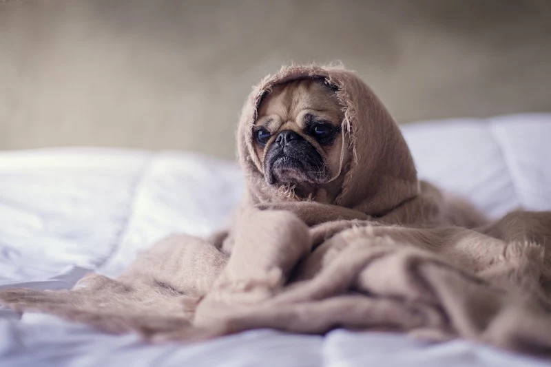 why do i have so much dandruff sad pug wrapped in a blanket