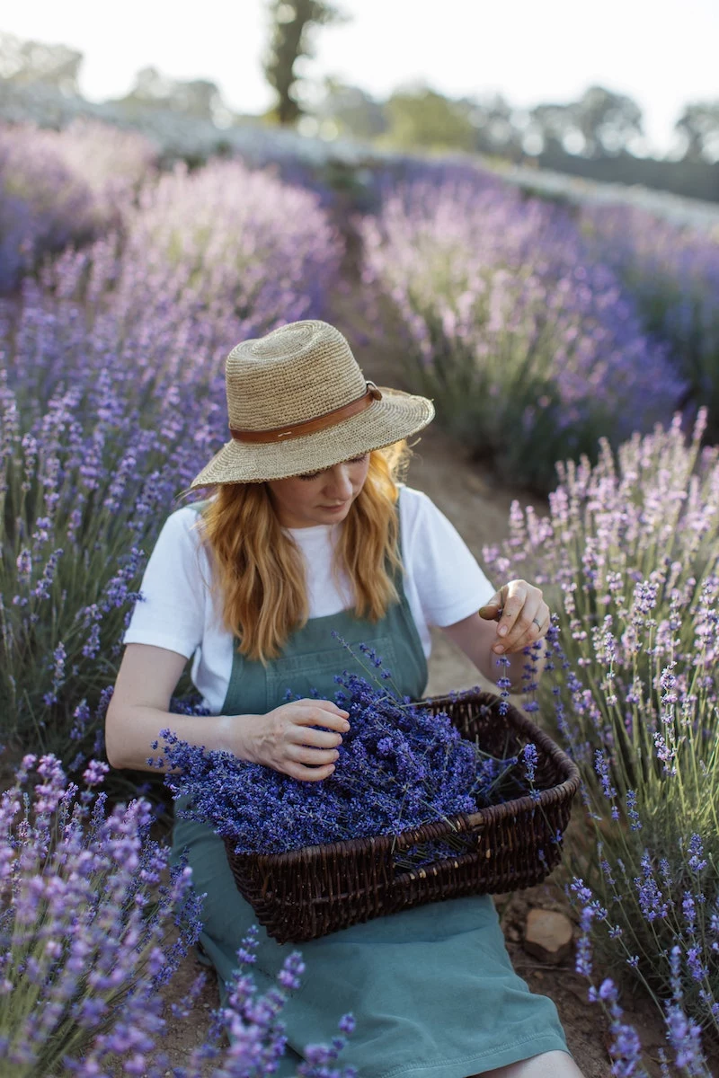 woman in lavendar field with basket