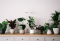 7+ Lucky Plants To Add To Your Home For Good Fortune