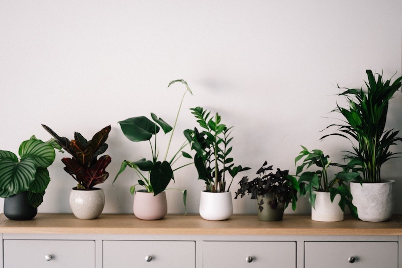 a bunch of plants on a shelf