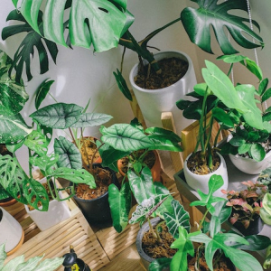 The Best LOW-MAINTENANCE Indoor Plants To Add To Your Home