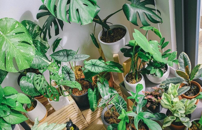 a lot of indoor plants