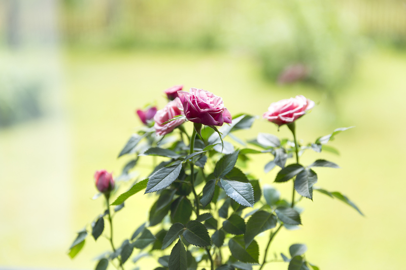 beautiful close up of a pink roses in pot on a windowsill.