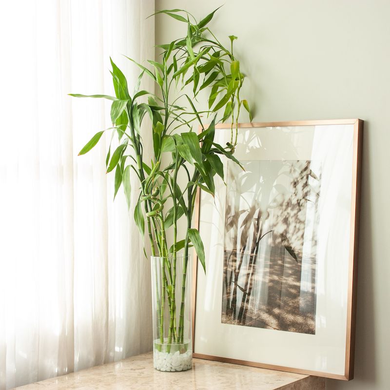 bamboo plant in a glass with white rocks
