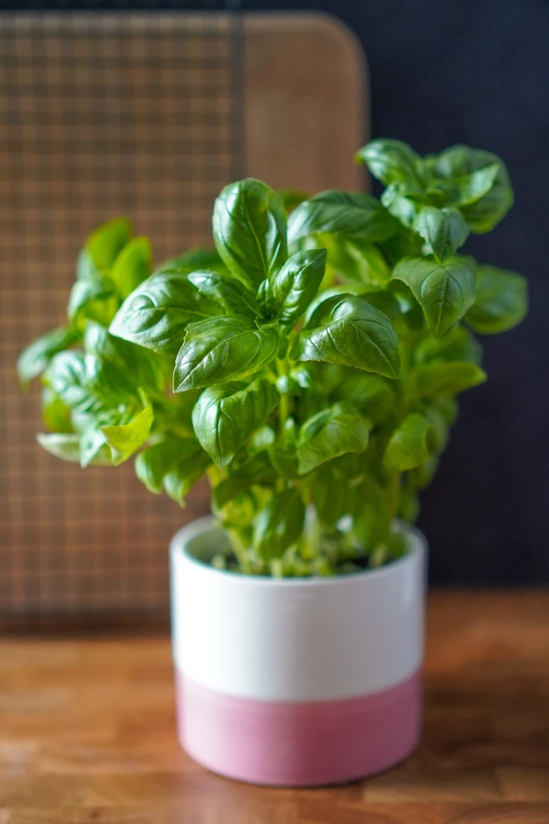 basil plant in a white and pink pot