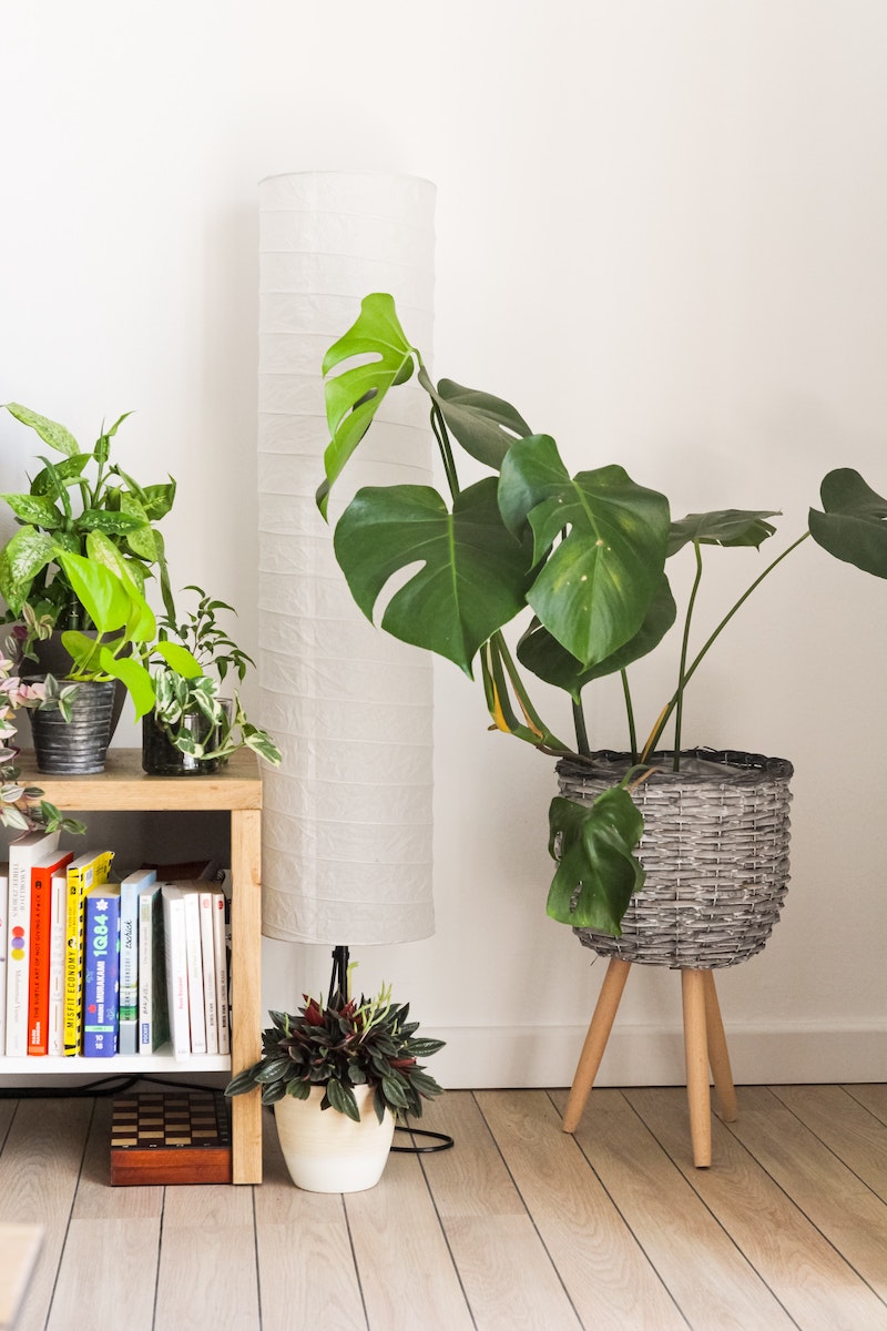 best indoor vining plants