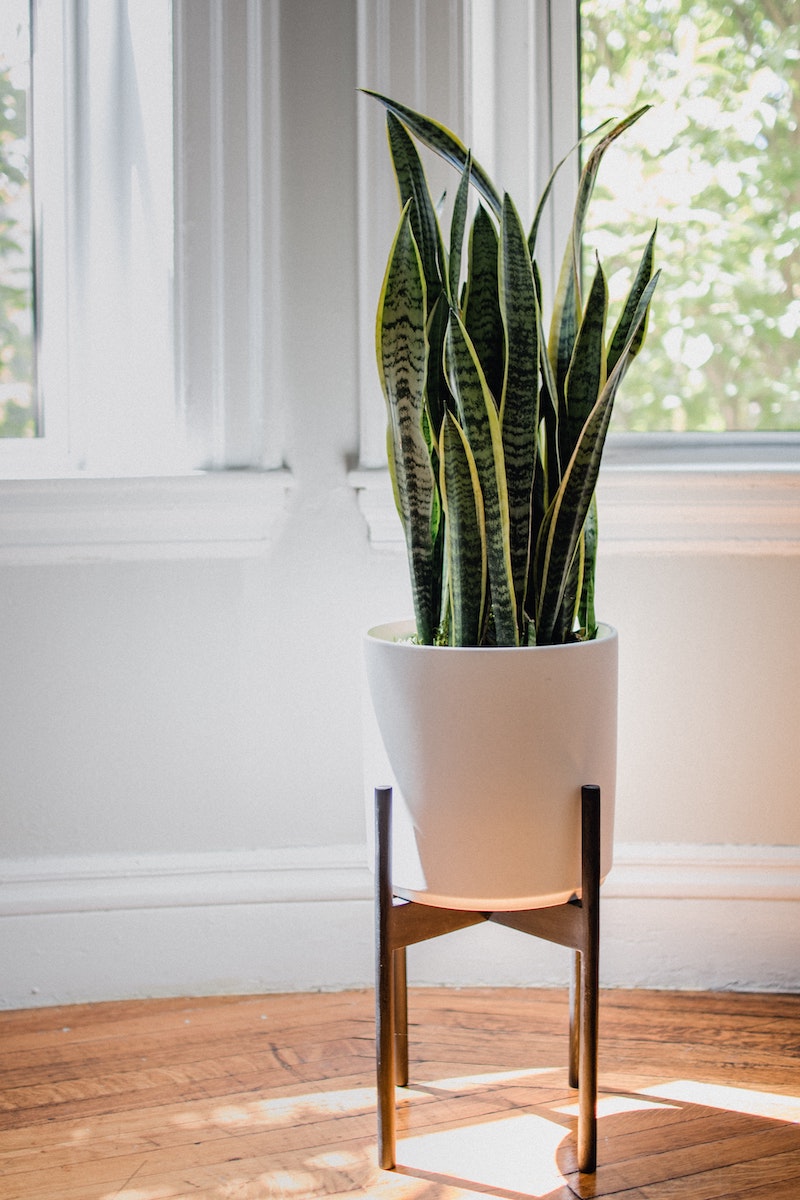 big snake plant in a white pot with wooden legs