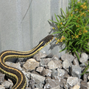 Here Is How To Naturally Repel Snakes From Your Garden