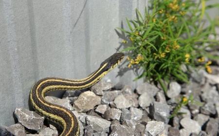 black and yellow snake on rocks