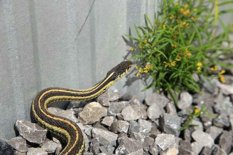 black and yellow snake on rocks