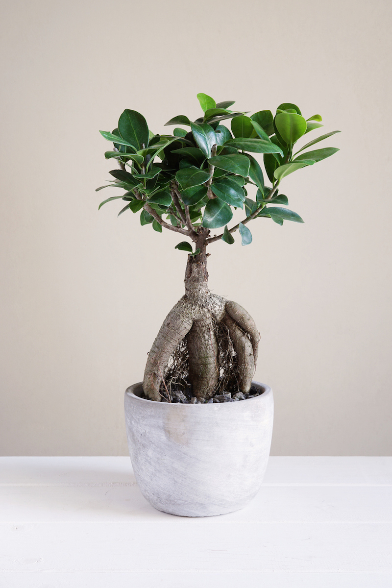 bonsai ginseng or ficus retusa
