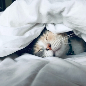 cat in sheets sleeping soundly