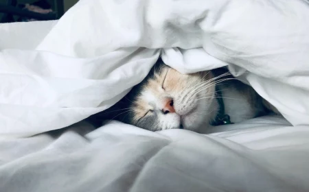 cat in sheets sleeping soundly