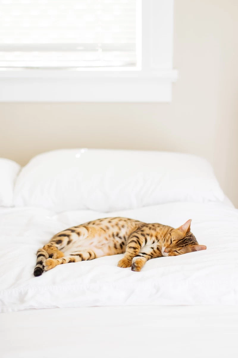 cat sleeping on white sheets