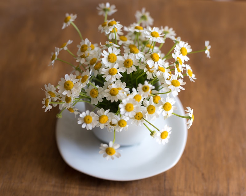 chamomile flowers white and yellow in a white cup