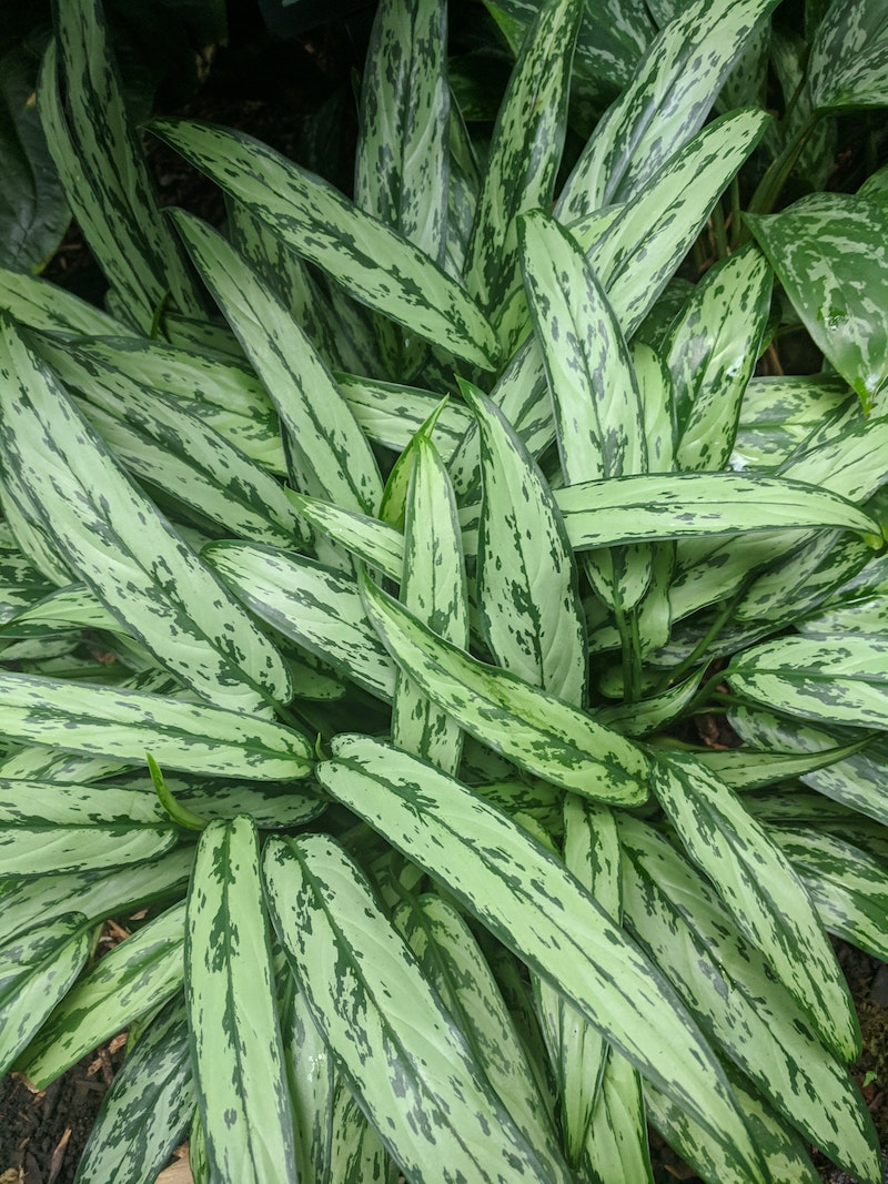 chinese evergreen plants from above beautiful leaves