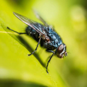 5+ Tips How To Keep Flies Away From Your Home, According To Experts