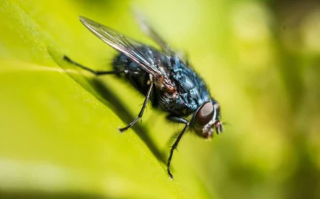 close up shot of a fly on a green leaf