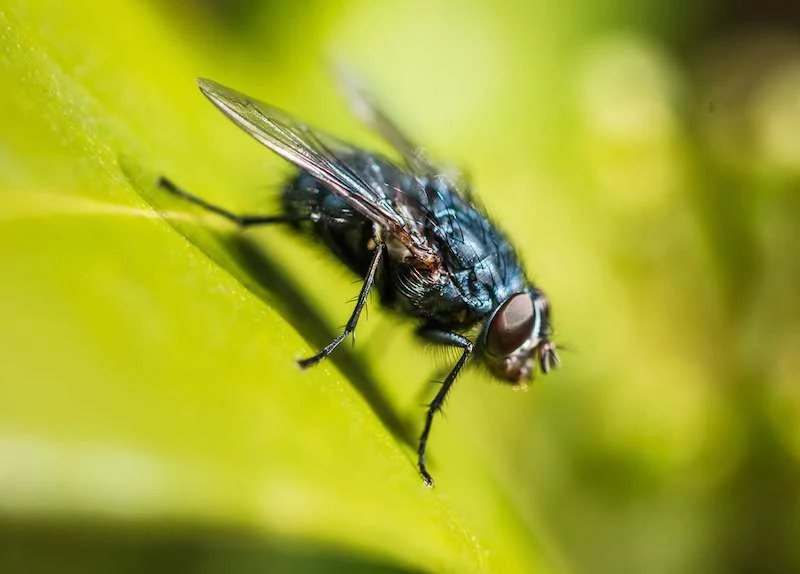 close up shot of a fly on a green leaf