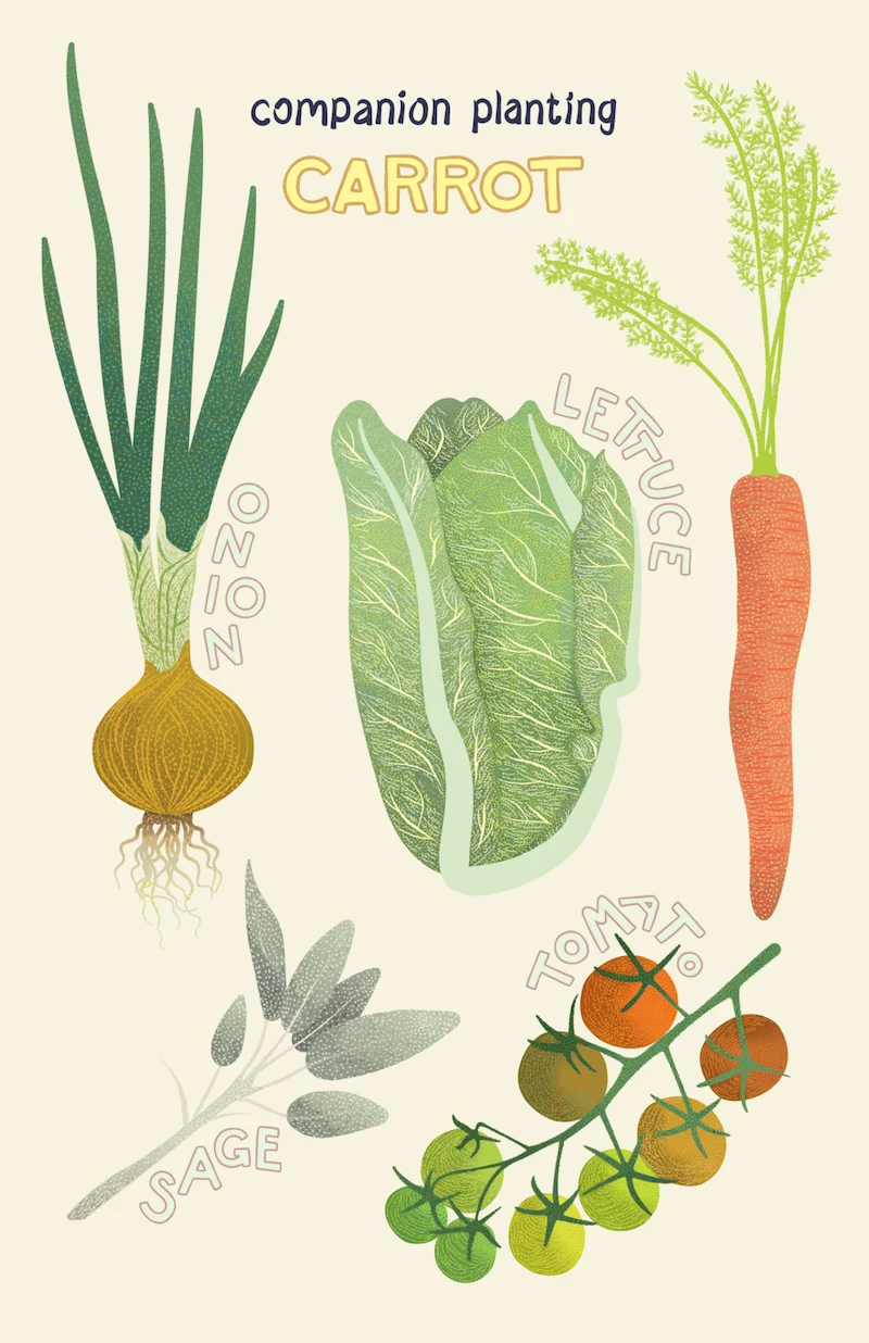 companion planting chart for vegetables