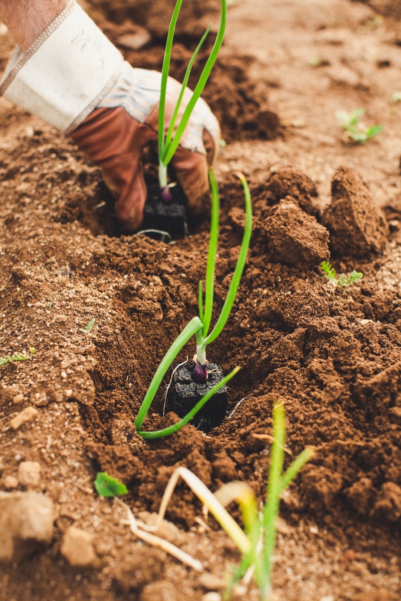 companion planting guide