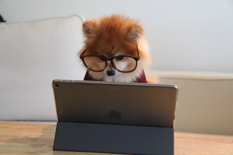 cookie the pom using a yoga laptop