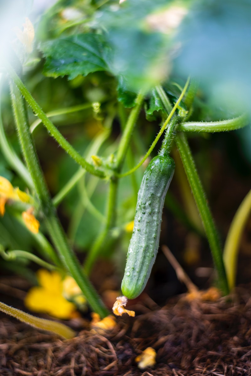 cucumber hanging from the stem of plant